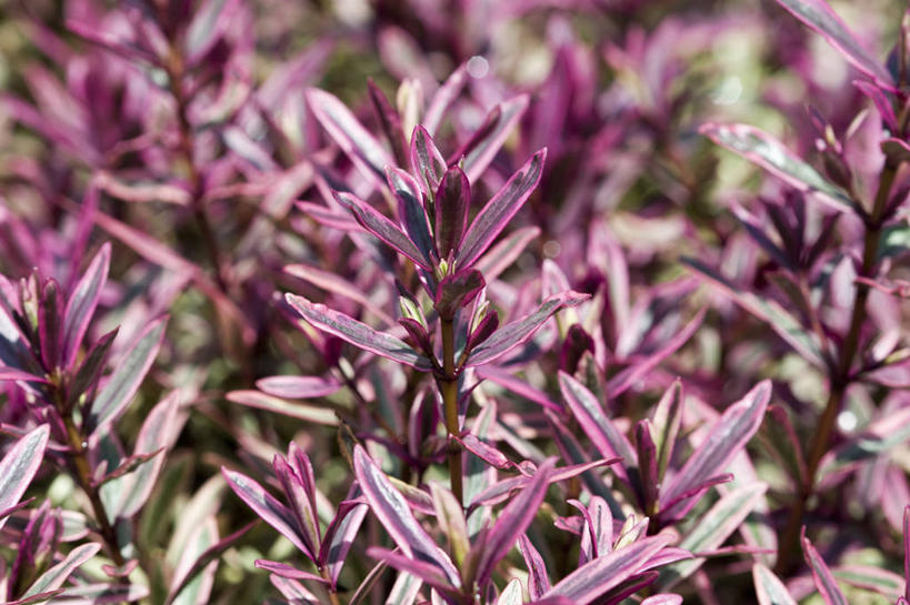 无人,横图,彩色,室外,特写,白天,美景,植物,叶子,英国,景观,粉色,自然,奶油,景色,摄影,灌木,五颜六色,色彩斑斓,自然风光,五彩缤纷,常绿树,五彩斑斓,五光十色,彩图,赫柏