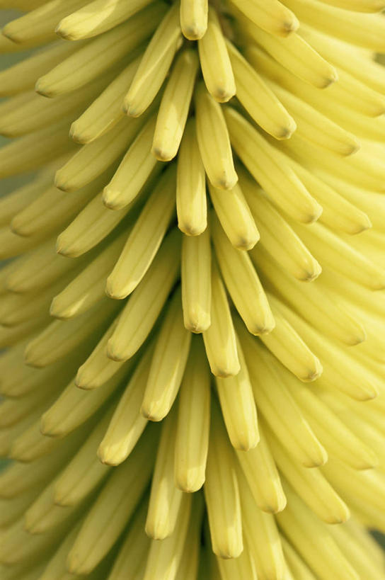 无人,竖图,室外,特写,白天,抽象,热情,美景,植物,景观,图像,黄色,自然,概念,生物,景色,摄影,自然风光,主题,肌理,思念,构图,火把莲,火炬百合,火炬花,式样,彩图,剑叶兰,时空,百合科