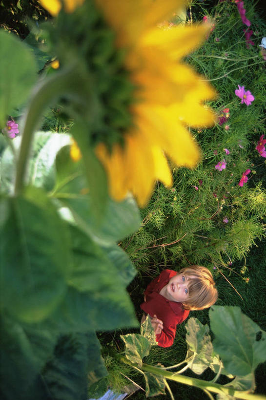 儿童,一个人,竖图,俯视,航拍,室外,白天,快乐,幸福,纯洁,植物,向日葵,仅一个男性,仅一个人,园艺,玛格丽特,图像,休闲装,雏菊,小孩,衣服,夏天,仅一个小孩,概念,菊花,生物,活力,季节,可爱,童年,童趣,摄影,生长,希望,坚强,焦点,鸟瞰,和平,童真,烂漫,无邪,发展,离别,延命菊,幸福花,春菊,马兰头花,暗恋,纯情,单恋,内布拉斯加,构图,天真,男孩,男人,男性,孩子,彩图,高角度拍摄,愉快,时空,男生,延时摄影