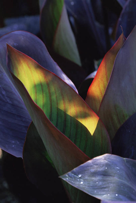 无人,竖图,室外,特写,白天,美景,植物,百合花,叶子,景观,图像,自然,夏天,概念,生物,景色,季节,摄影,气候,热带气候,焦点,自然风光,主题,逆光,美人蕉,兰蕉,大花美人蕉,红艳蕉,构图,彩图,时空