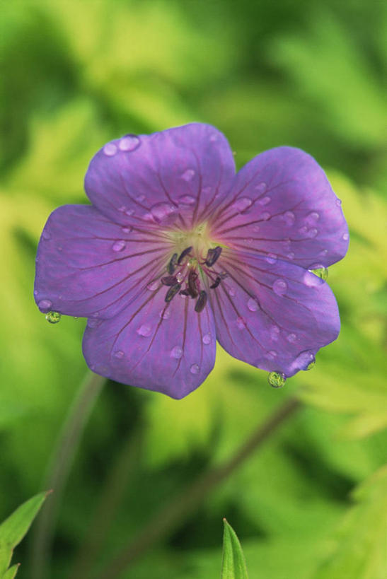 无人,竖图,室外,特写,白天,热情,美景,植物,盛开,景观,图像,花蕾,花,花瓣,花朵,鲜花,一朵,一个,紫色,阳光,自然,夏天,花苞,花蕊,太阳花,概念,生物,景色,季节,摄影,单个,天竺葵,自然风光,主题,反差,构图,牻牛儿苗,彩图,时空