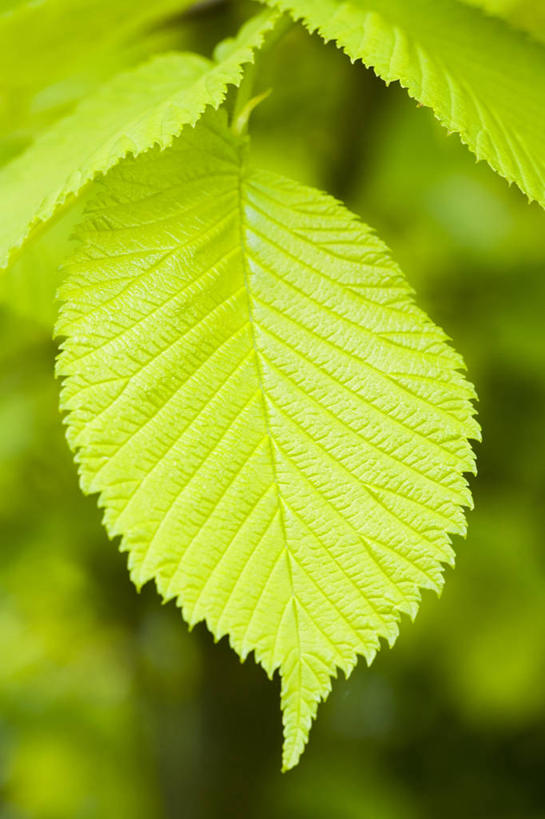 无人,竖图,彩色,室外,特写,白天,美景,榆树,叶子,景观,枝,图像,树,绿色,自然,春天,概念,景色,季节,摄影,五颜六色,色彩斑斓,焦点,清新,自然风光,主题,五彩缤纷,落叶树,肌理,五彩斑斓,构图,嫩枝,五光十色,开端,叶脉,彩图,时空