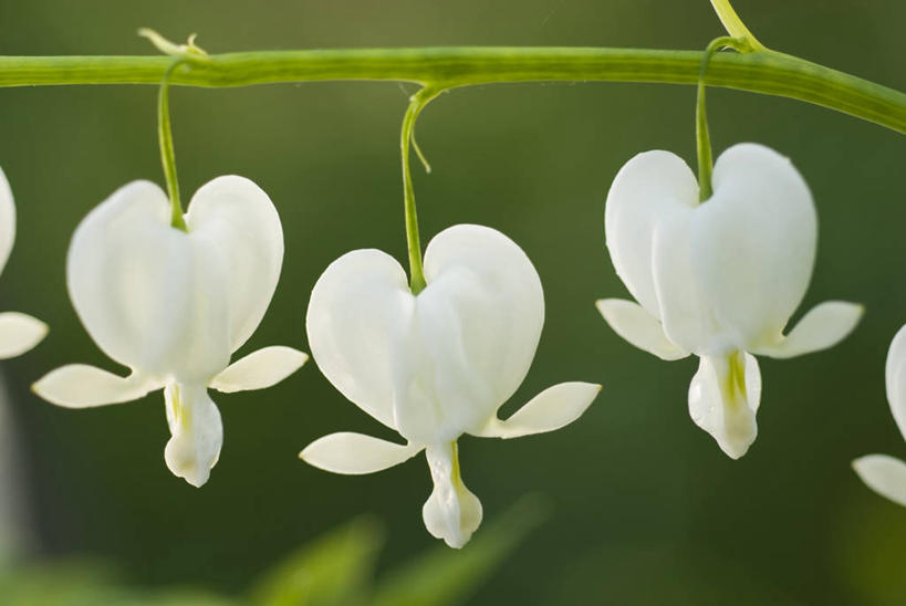 无人,横图,室外,特写,白天,美景,植物,景观,图像,三个,白色,自然,春天,概念,生物,景色,季节,摄影,焦点,清新,自然风光,主题,荷包牡丹,构图,心型,彩图,时空