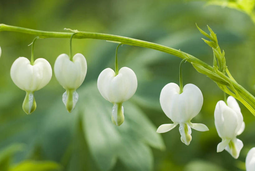 无人,横图,室外,特写,白天,美景,植物,五个,许多,景观,图像,白色,自然,春天,概念,生物,景色,季节,摄影,脆弱,简单,焦点,清新,自然风光,主题,荷包牡丹,构图,彩图,时空