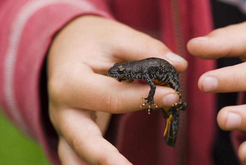 儿童,手,一个人,横图,室外,特写,白天,纯洁,植物,野生动物,图像,小孩,自然,动物,概念,生物,可爱,童年,童趣,人体,摄影,年龄,焦点,主题,童真,烂漫,无邪,蝾螈,构图,火蜥蜴,天真,孩子,彩图,时空,好奇心,脊椎动物亚门