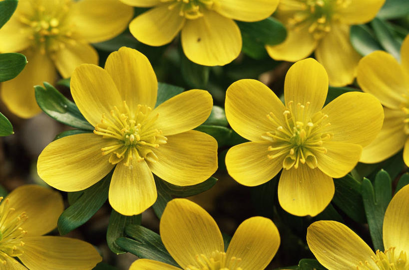 无人,横图,彩色,室外,白天,美景,植物,丰富,景观,图像,花,黄色,自然,概念,生物,景色,摄影,五颜六色,色彩斑斓,自然风光,主题,五彩缤纷,五彩斑斓,构图,五光十色,冬乌头,彩图,时空