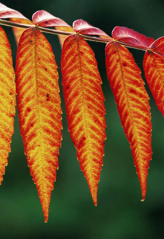 无人,竖图,室外,特写,白天,美景,植物,叶子,景观,图像,树,自然,概念,生物,景色,季节,摄影,焦点,自然风光,主题,火炬树,落叶树,构图,漆树,秋天,彩图,时空