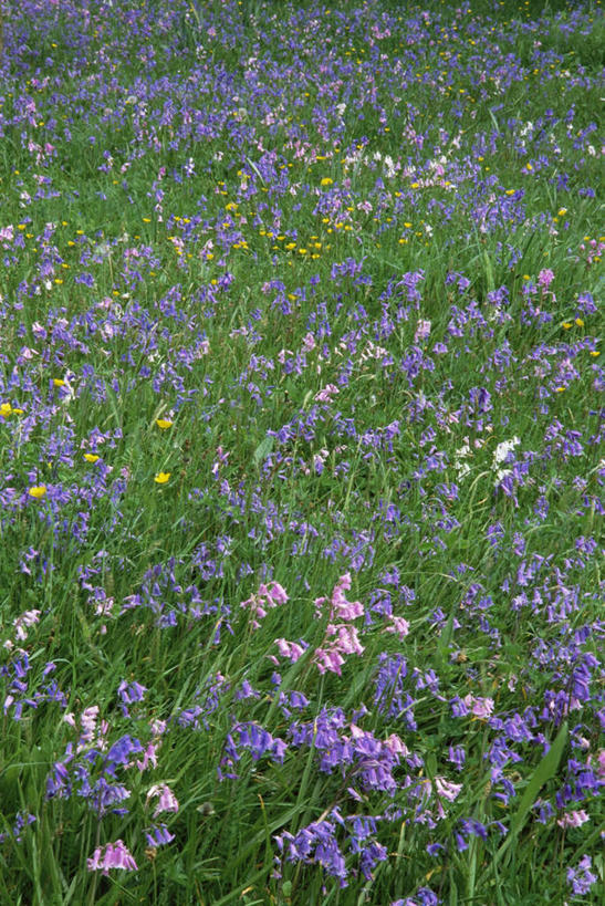 无人,竖图,室外,白天,背景,美景,植物,景观,毛茛,草药,药草,图像,中药,花,自然,春天,概念,景色,季节,摄影,自然风光,主题,药材,中草药,中药材,本草,老虎脚爪草,鱼疔草,构图,野风信子,彩图,全画面,全框架,全帧,时空,全画幅,百合科