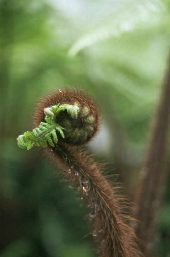 无人,竖图,室外,白天,植物,叶子,开,褐色,图像,蕨菜,一个,绿色,自然,春天,概念,生物,季节,摄影,生长,单个,焦点,清新,主题,柔焦,构图,复叶,彩图,时空