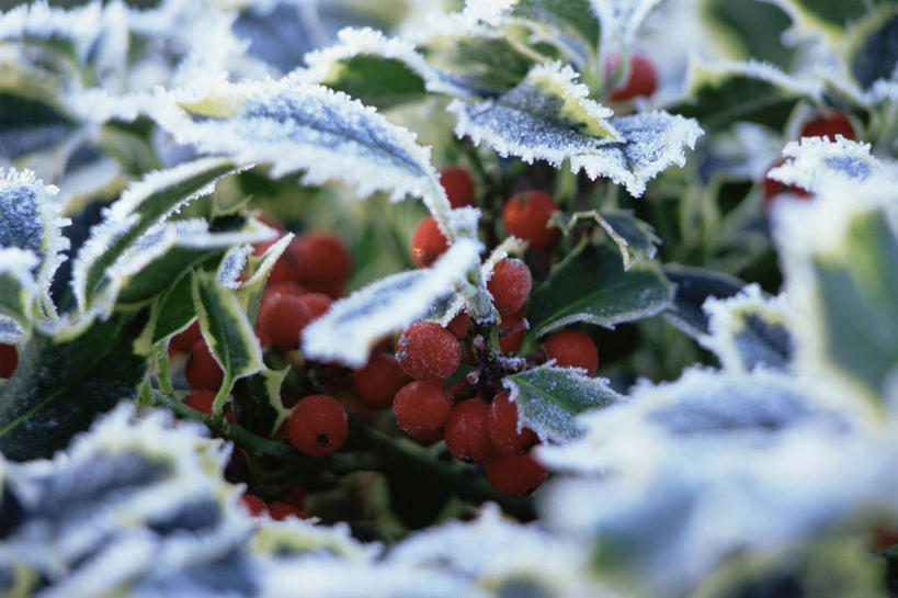 无人,横图,室外,白天,美景,植物,浆果,水果,圣诞节,许多,景观,冬天,食品,种子,很多,图像,霜,饮食,冬青树,树,红色,自然,概念,景色,季节,摄影,灌木,焦点,自然风光,主题,常绿树,构图,彩图,时空,法定假日,状态