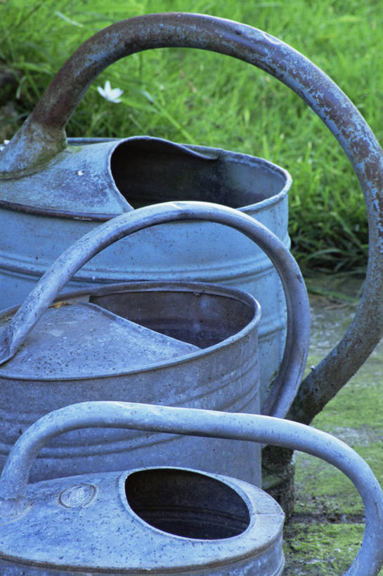 无人,竖图,室外,特写,白天,植物,喷壶,园艺,图像,设备,物品,三个,自然,生物,摄影,主题,构图,彩图,时空