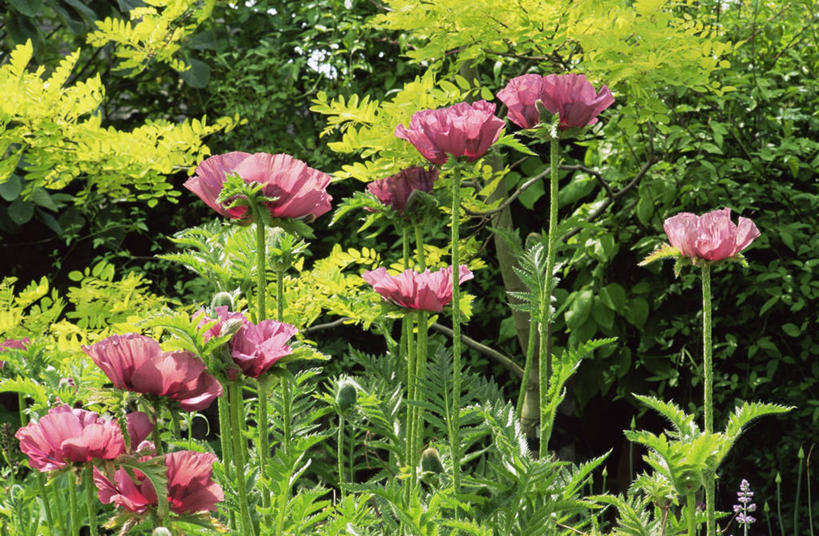 无人,横图,室外,白天,美景,植物,许多,景观,很多,图像,粉色,自然,夏天,概念,生物,景色,季节,摄影,自然风光,主题,构图,彩图,时空