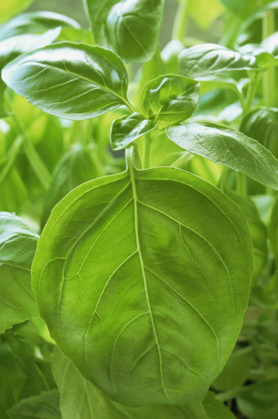 无人,竖图,室外,特写,白天,美景,植物,叶子,景观,图像,饮食,绿色,自然,概念,景色,摄影,罗勒,草本,清新,自然风光,主题,构图,彩图,时空