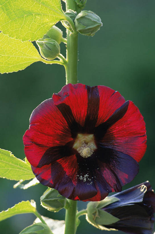 无人,竖图,室外,特写,白天,美景,景观,图像,红色,自然,夏天,概念,景色,季节,摄影,焦点,自然风光,主题,逆光,蜀葵,构图,彩图,时空