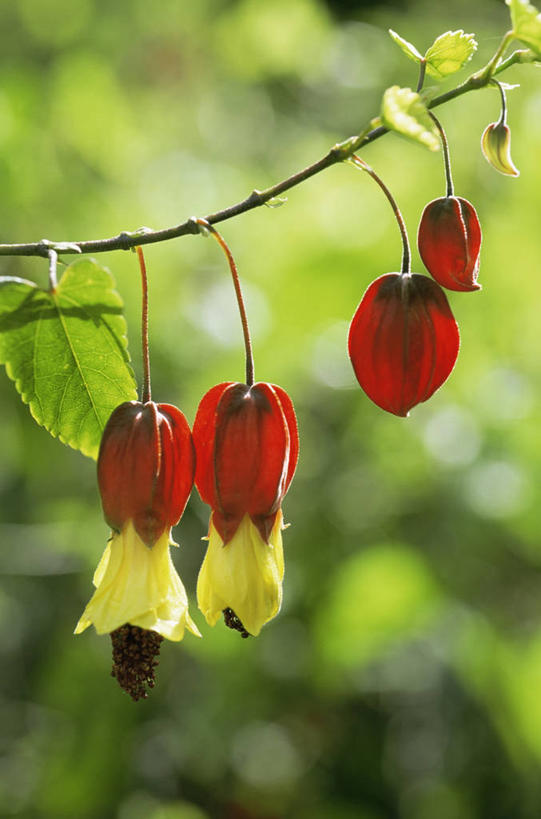 无人,竖图,室外,特写,白天,美景,植物,百合花,照明,五个,许多,灯笼,纸灯笼,景观,图像,花蕾,黄色,红色,自然,灯具,夏天,概念,景色,季节,摄影,灌木,照亮,焦点,照明设备,自然风光,主题,强瞿,构图,宫灯百合,百合蒜,倒仙,番韭,山丹,彩图,灯笼百合,宫灯花,圣诞百合,蔓性风铃花,时空,百合科