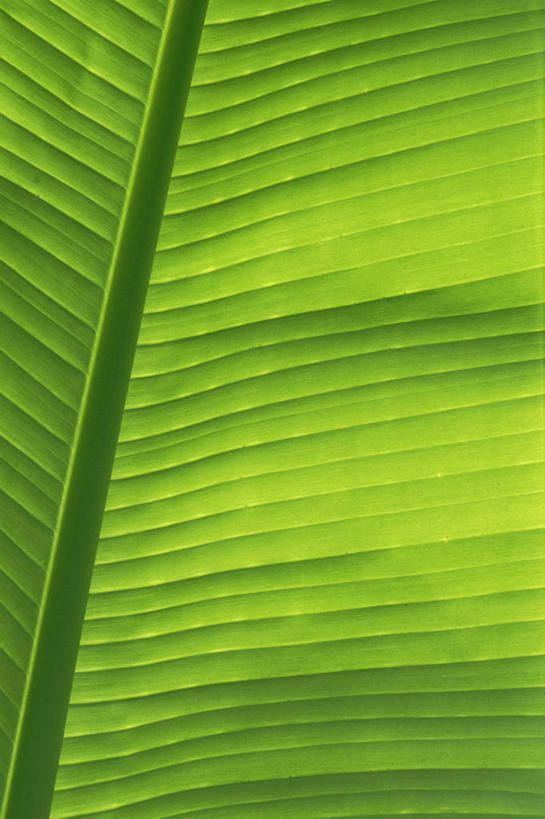 无人,竖图,室外,特写,白天,背景,美景,叶子,景观,香蕉树,图像,绿色,自然,概念,景色,摄影,生长,香蕉叶,焦点,清新,自然风光,主题,肌理,构图,式样,彩图,全画面,全框架,全帧,时空,全画幅