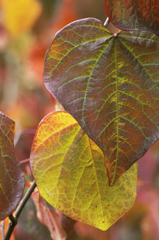 无人,竖图,室外,特写,白天,美景,植物,叶子,景观,褐色,图像,树,自然,概念,金色,景色,季节,摄影,焦点,自然风光,主题,落叶树,构图,秋天,彩图,紫荆树,时空