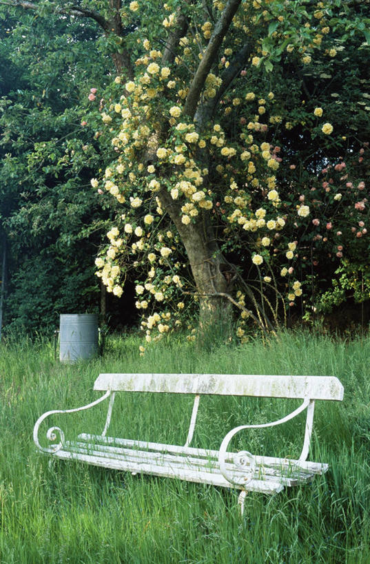 无人,竖图,室外,白天,美景,植物,玫瑰,破碎,长椅,庭院,景观,地面,浪漫,图像,破坏,破损,座位,草,树,自然,夏天,概念,景色,季节,摄影,粉碎,损坏,自然风光,主题,毁坏,摧毁,构图,彩图,时空,长度