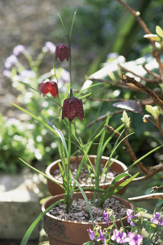 无人,竖图,室外,特写,白天,美景,植物,蔬菜,花盆,新鲜,景观,食品,地面,图像,花,食物,自然,春天,概念,景色,季节,摄影,有机食品,绿色食品,园林,脆弱,焦点,自然风光,主题,逆光,构图,花格贝母,彩图,时空