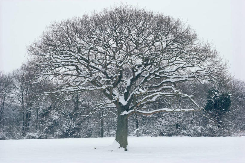 无人,横图,室外,白天,侧面,美景,雪,植物,景观,冬天,图像,树,白色,自然,概念,景色,寒冷,季节,冷,力量,摄影,生长,自然风光,主题,橡树,剪影,视角,落叶树,构图,彩图,时空,延时摄影