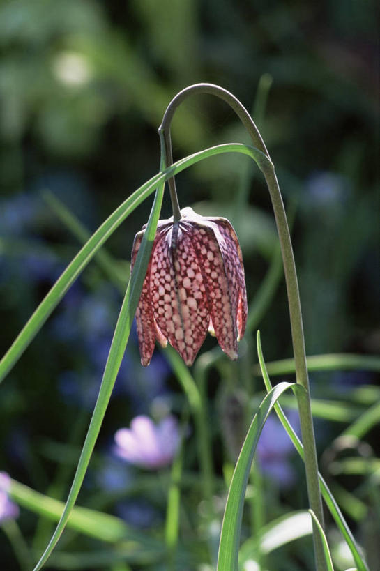 无人,竖图,室外,特写,白天,美景,野生动物,蝴蝶,蔬菜,新鲜,盛开,景观,食品,图像,花蕾,花,花瓣,花朵,鲜花,食物,一朵,粉色,自然,春天,花苞,花蕊,概念,景色,季节,摄影,有机食品,绿色食品,焦点,自然风光,主题,强瞿,构图,花格贝母,豹纹蝶,式样,贝母,百合,倒仙,番韭,山丹,彩图,时空