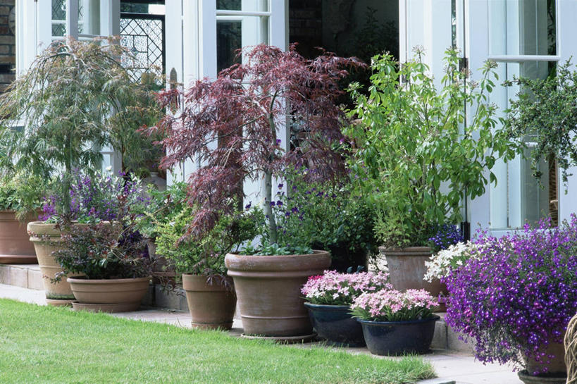 无人,横图,室外,白天,植物,花盆,许多,很多,图像,花,自然,夏天,概念,季节,摄影,生长,主题,构图,彩图,时空