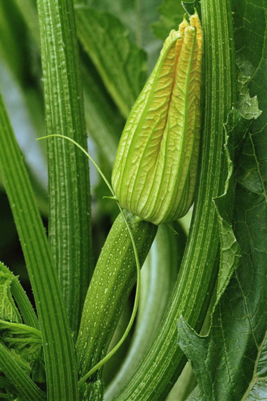 无人,竖图,室外,特写,白天,植物,蔬菜,食品,西葫芦,图像,饮食,花,绿色,自然,夏天,概念,季节,摄影,有机食品,清新,主题,健康食物,构图,胡瓜,彩图,时空