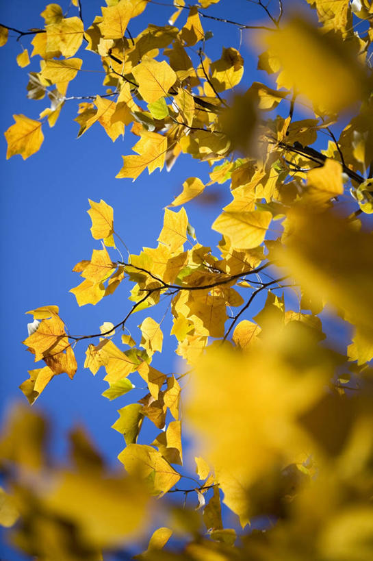 无人,竖图,室外,特写,白天,美景,叶子,许多,景观,很多,图像,树,黄色,天空,自然,概念,金色,景色,季节,摄影,焦点,自然风光,主题,落叶树,万里无云,构图,郁金香树,秋天,彩图,时空