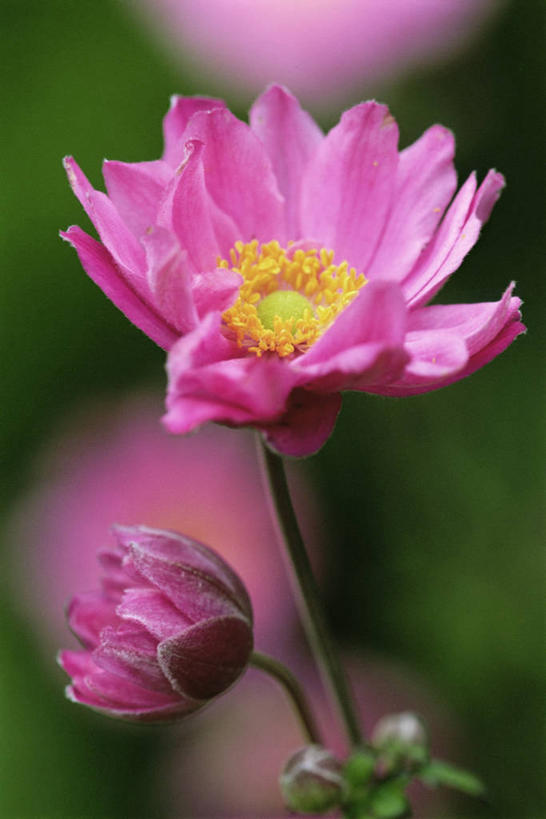 竖图,室外,特写,白天,美景,植物,盛开,景观,图像,花蕾,花,花瓣,花朵,鲜花,两个,粉色,自然,花苞,花蕊,概念,生物,景色,季节,摄影,银莲花,焦点,自然风光,主题,银莲,复活节花,构图,秋天,彩图,时空