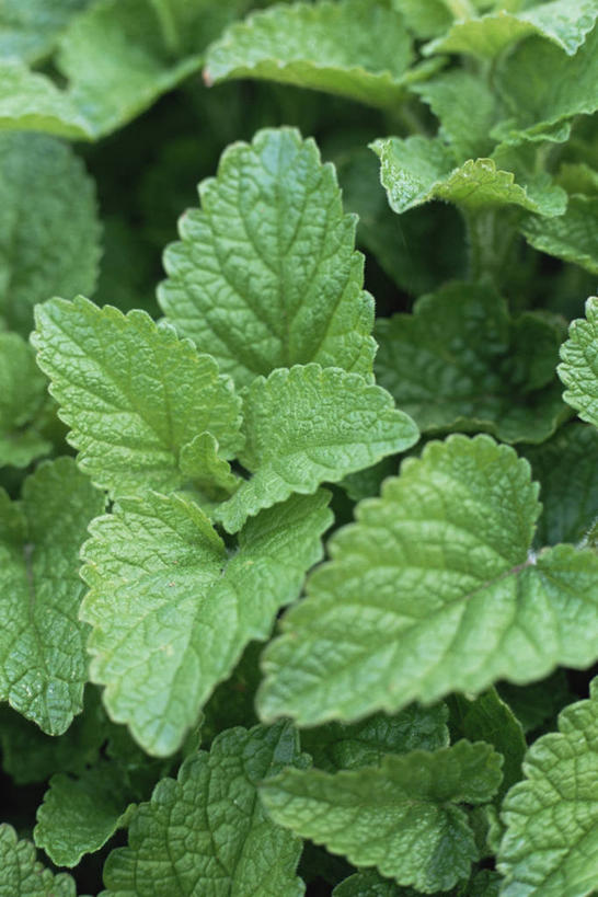无人,竖图,室外,特写,白天,植物,叶子,图像,饮食,绿色,自然,夏天,概念,季节,摄影,焦点,草本,清新,主题,蜜蜂花,构图,彩图,时空