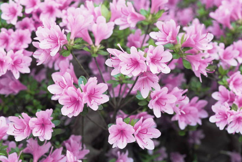 无人,横图,室外,特写,白天,美景,杜鹃花,许多,丰富,景观,杜鹃,很多,图像,粉色,自然,春天,概念,景色,季节,摄影,灌木,喜悦,焦点,克制,自然风光,主题,红杜鹃,满山红,清明花,清时,山踯躅,红踯躅,节制,欣喜,构图,山石榴,映山红,彩图,时空,吉林市