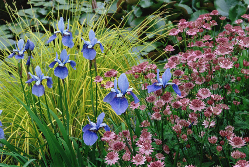 无人,横图,室外,白天,美景,植物,许多,花坛,景观,很多,图像,花,自然,夏天,概念,生物,景色,季节,摄影,多样,自然风光,主题,构图,彩图,时空