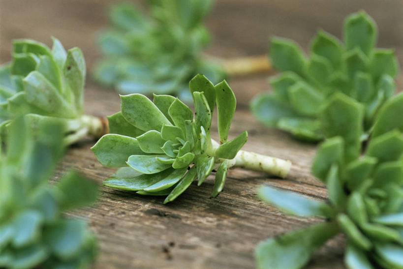 无人,横图,室外,特写,白天,植物,叶子,园艺,图像,绿色,自然,概念,摄影,生长,焦点,主题,分割,构图,彩图,肉质植物,时空