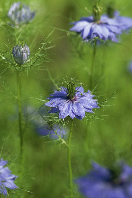 无人,竖图,室外,特写,白天,美景,植物,景观,调味,香料,佐料,毛茛,草药,药草,图像,中药,紫色,自然,夏天,概念,景色,季节,摄影,葛缕子,配料,焦点,自然风光,主题,药材,中草药,中药材,本草,作料,老虎脚爪草,鱼疔草,构图,彩图,时空