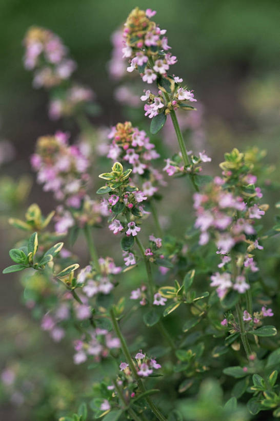 无人,竖图,室外,特写,白天,美景,植物,景观,图像,花,粉色,自然,夏天,概念,景色,季节,摄影,百里香,焦点,草本,自然风光,主题,构图,彩图,柠檬百里香,时空