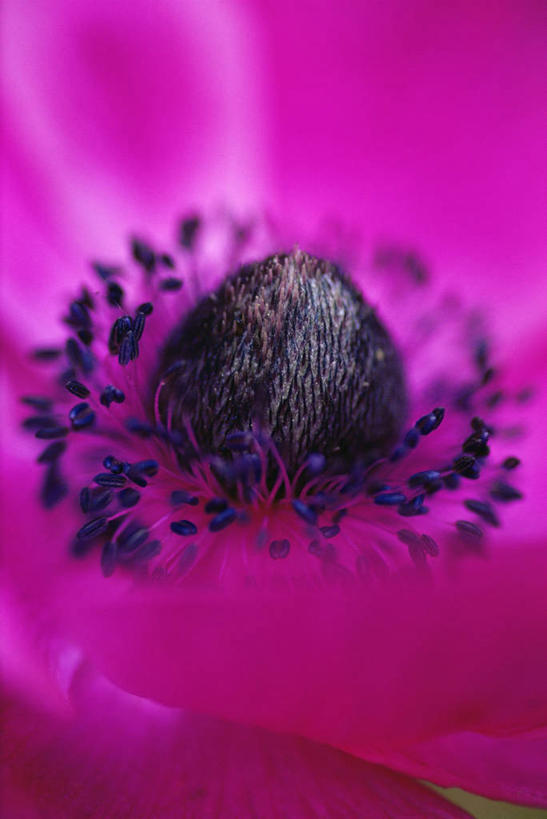 无人,竖图,彩色,室外,特写,白天,美景,白头翁,景观,图像,自然,春天,概念,景色,季节,摄影,银莲花,五颜六色,色彩斑斓,焦点,雄蕊,自然风光,主题,五彩缤纷,银莲,复活节花,五彩斑斓,构图,五光十色,彩图,全画面,全框架,全帧,时空,全画幅