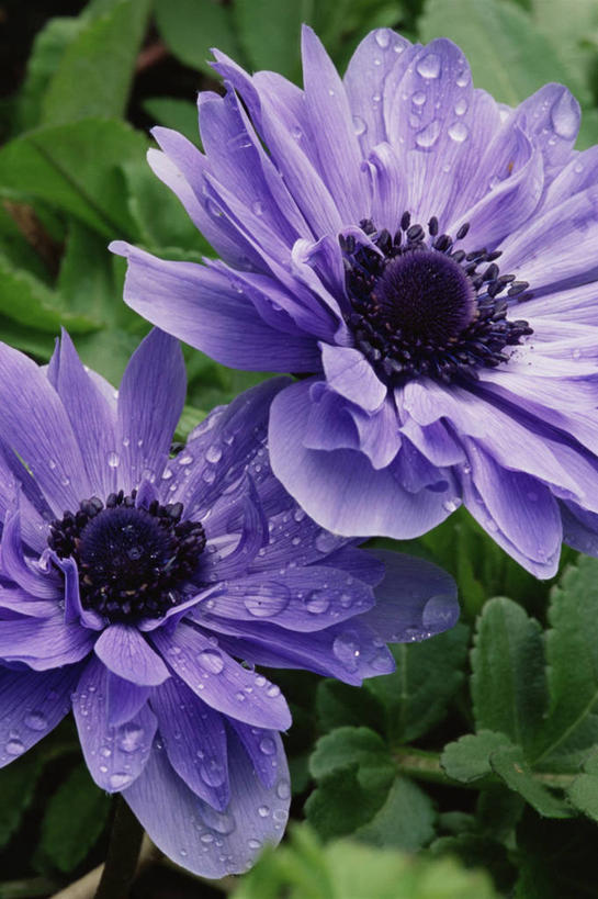 无人,竖图,室外,特写,白天,美景,水,白头翁,景观,图像,花瓣,两个,紫色,自然,春天,概念,景色,季节,摄影,银莲花,焦点,自然风光,主题,自然现象,银莲,复活节花,构图,彩图,时空