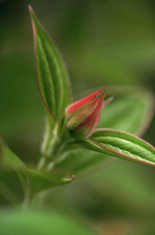 无人,竖图,室外,特写,白天,美景,百合花,景观,图像,花蕾,花,自然,概念,橙色,景色,摄影,焦点,显现,自然风光,主题,强瞿,构图,开端,百合蒜,倒仙,番韭,山丹,彩图,火焰百合,时空