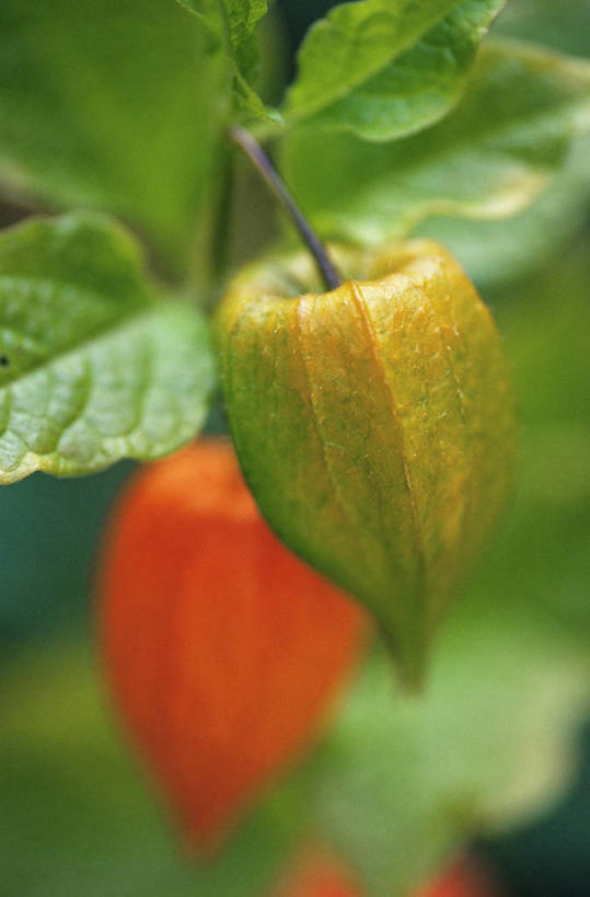 无人,竖图,室外,特写,白天,植物,百合花,照明,灯笼,纸灯笼,图像,自然,灯具,橙色,生物,季节,摄影,照亮,照明设备,主题,强瞿,构图,宫灯百合,百合蒜,倒仙,番韭,山丹,秋天,彩图,灯笼百合,宫灯花,圣诞百合,时空,对焦,百合科