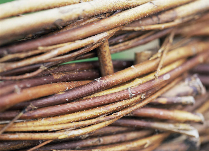 无人,横图,室外,特写,白天,美景,柳树,景观,褐色,图像,自然,概念,景色,摄影,焦点,自然风光,主题,落叶树,构图,彩图,全画面,全框架,全帧,时空,全画幅