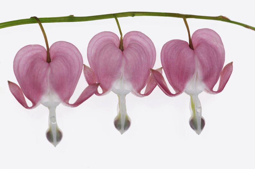 无人,横图,室内,特写,白色背景,美景,静物,透明,景观,浪漫,图像,花,花瓣,三个,粉色,白色,自然,概念,景色,摄影,影棚,脆弱,自然风光,摄影棚,主题,逆光,荷包牡丹,构图,心型,彩图,影棚拍摄,爱,拍摄