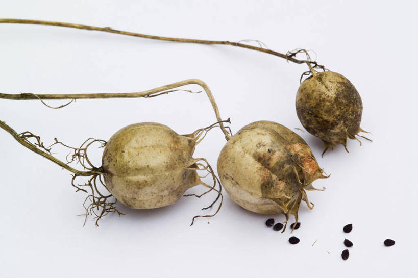 无人,横图,室内,特写,白色背景,植物,调味,香料,佐料,种子,毛茛,草药,药草,图像,中药,三个,白色,自然,季节,摄影,葛缕子,配料,主题,药材,中草药,中药材,本草,作料,老虎脚爪草,鱼疔草,构图,秋天,彩图,影棚拍摄