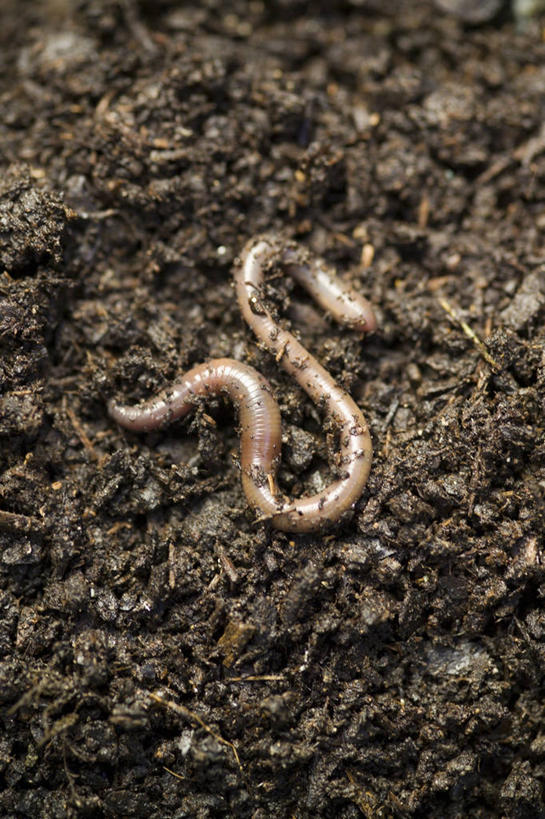无人,竖图,室外,特写,白天,植物,野生动物,褐色,图像,无脊椎动物,自然,动物,生物,摄影,主题,蚯蚓,构图,蠕虫,彩图,环节动物,时空,对焦