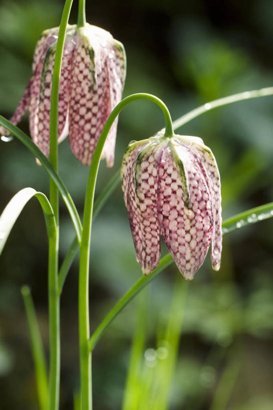 无人,竖图,室外,特写,白天,美景,景观,图像,花瓣,两个,红色,自然,春天,概念,景色,季节,摄影,焦点,自然风光,主题,构图,花格贝母,式样,彩图,时空,百合科