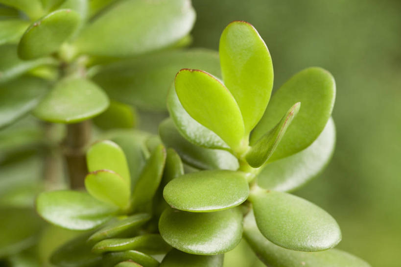 无人,横图,室内,特写,美景,植物,叶子,景观,草药,药草,图像,中药,绿色,自然,概念,景色,摄影,焦点,景天,自然风光,主题,药材,中草药,中药材,本草,构图,八宝,玉树,彩图,影棚拍摄,肉质植物,包菜还阳,活血三七