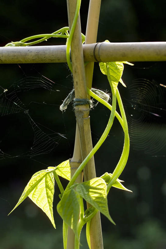 无人,竖图,室外,特写,白天,美景,豆,蔬菜,景观,园艺,食品,图像,饮食,绿色,自然,夏天,概念,景色,季节,摄影,生长,焦点,清新,自然风光,主题,豆科植物,构图,红花菜豆,彩图,时空