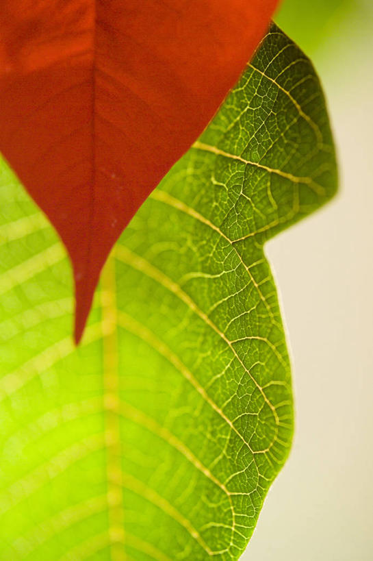 无人,竖图,室外,特写,白天,美景,圣诞节,景观,图像,花,红色,自然,概念,景色,摄影,猩猩木,焦点,自然风光,主题,逆光,构图,彩图,全画面,全框架,全帧,时空,全画幅,法定假日