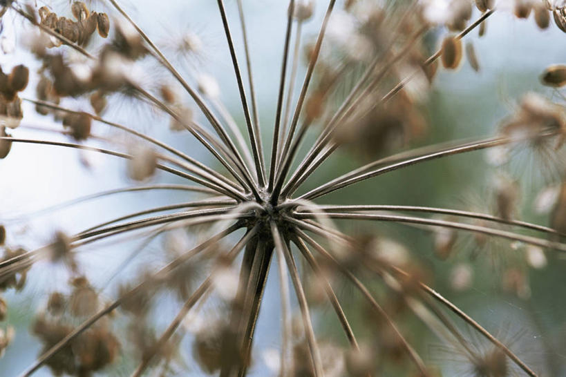 无人,横图,室外,特写,白天,美景,植物,当归,景观,种子,图像,自然,概念,金色,景色,摄影,焦点,草本,自然风光,主题,肌理,构图,式样,彩图,全画面,全框架,全帧,时空,全画幅