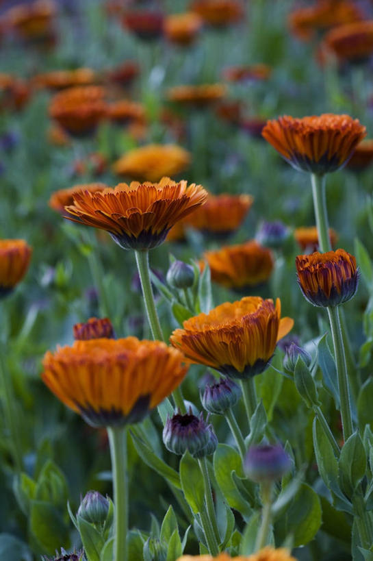 无人,竖图,室外,特写,白天,美景,许多,景观,万寿菊,很多,图像,自然,夏天,概念,橙色,景色,季节,摄影,焦点,自然风光,主题,构图,金盏花,彩图,时空