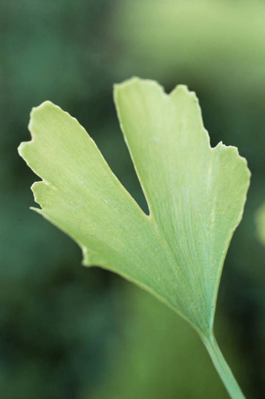 无人,竖图,室外,特写,白天,美景,叶子,景观,图像,一个,绿色,自然,概念,景色,摄影,单个,焦点,草本,清新,自然风光,主题,构图,银杏,彩图,时空